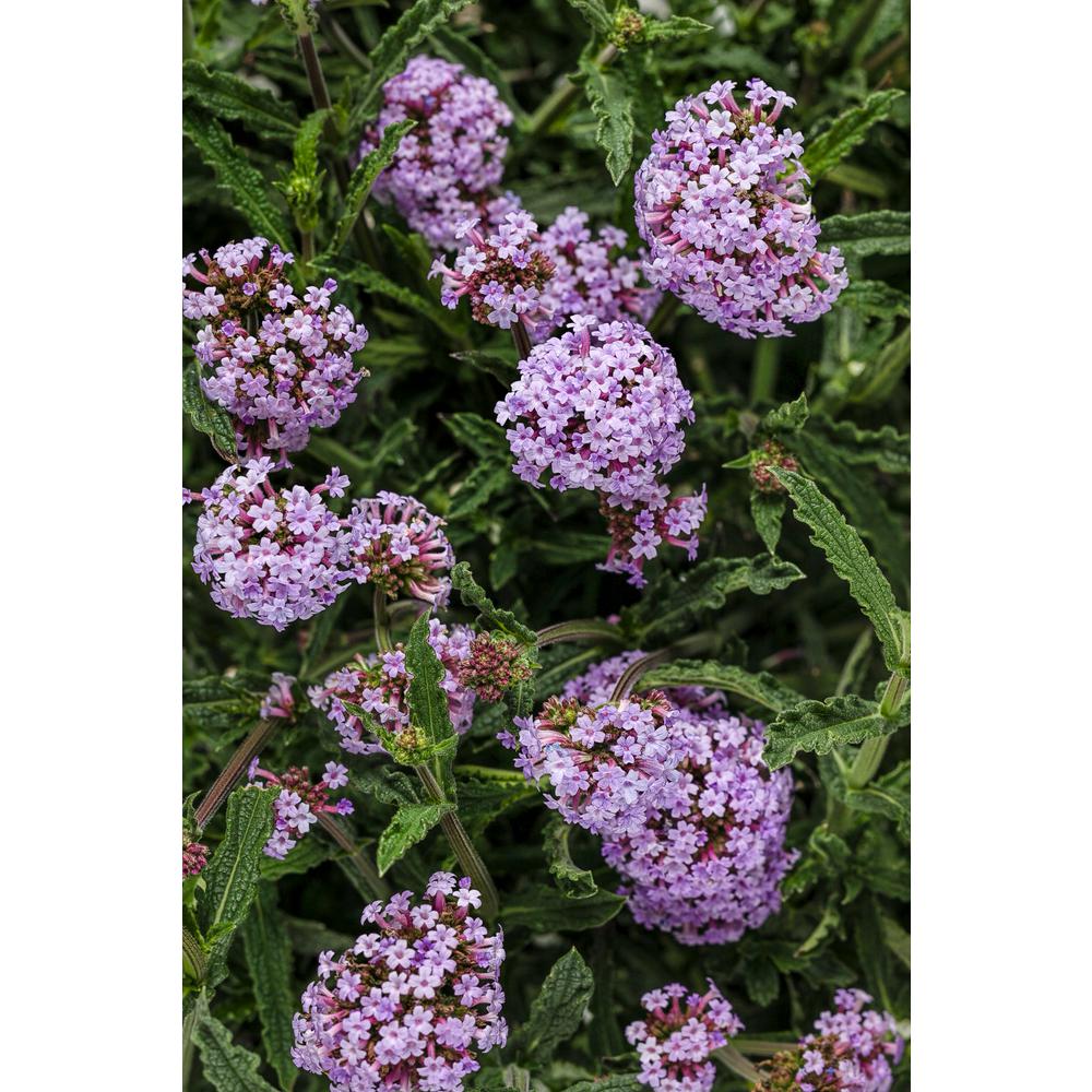 Purple 7 0 To 10 F Annuals Garden Plants Flowers The Meteor Shower Verbena Live Plant Light Purple Flowers 4 25 In Grande