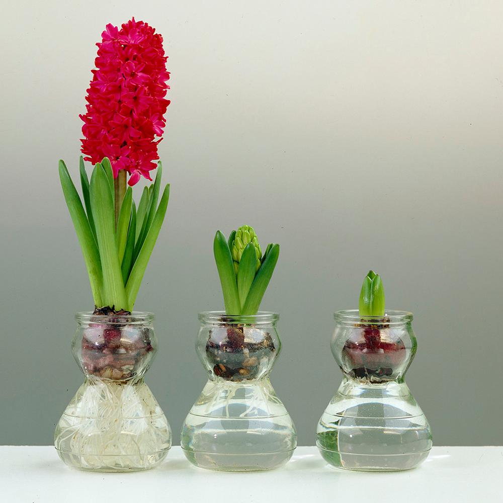 Van Zyverden Red Hyacinth Bulb Kit With Clear Artisan Glass 87224