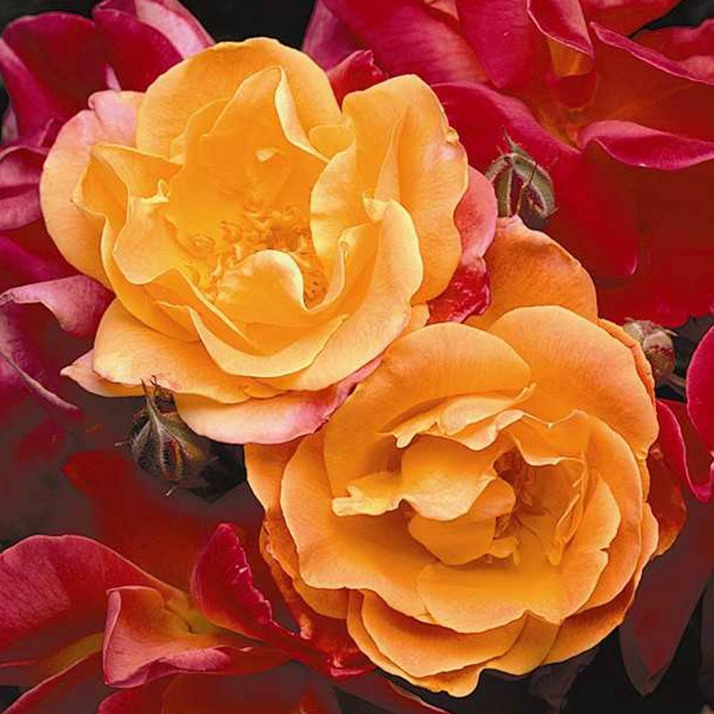 Climber Rose Bushes Trees The Home Depot Joseph S Coat Climbing Rose Live Bareroot Plant Multi Color Flowers 1