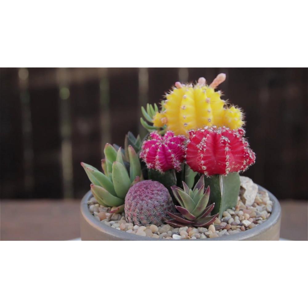 Cactus Succulents Plants Garden Flowers The Home Depot