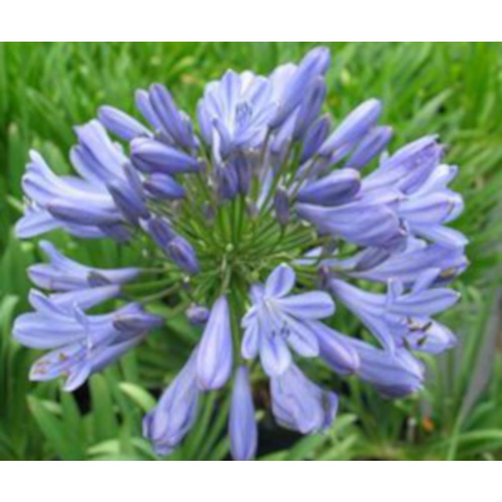 3 Gal Blue Lily Of The Nile African S Agapanthus Shrub With Blue Flowers 37g3 The Home Depot