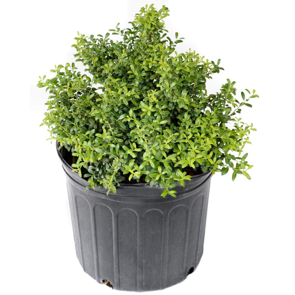 National Plant Network 2.25 Gal. Holly Soft Touch Shrub