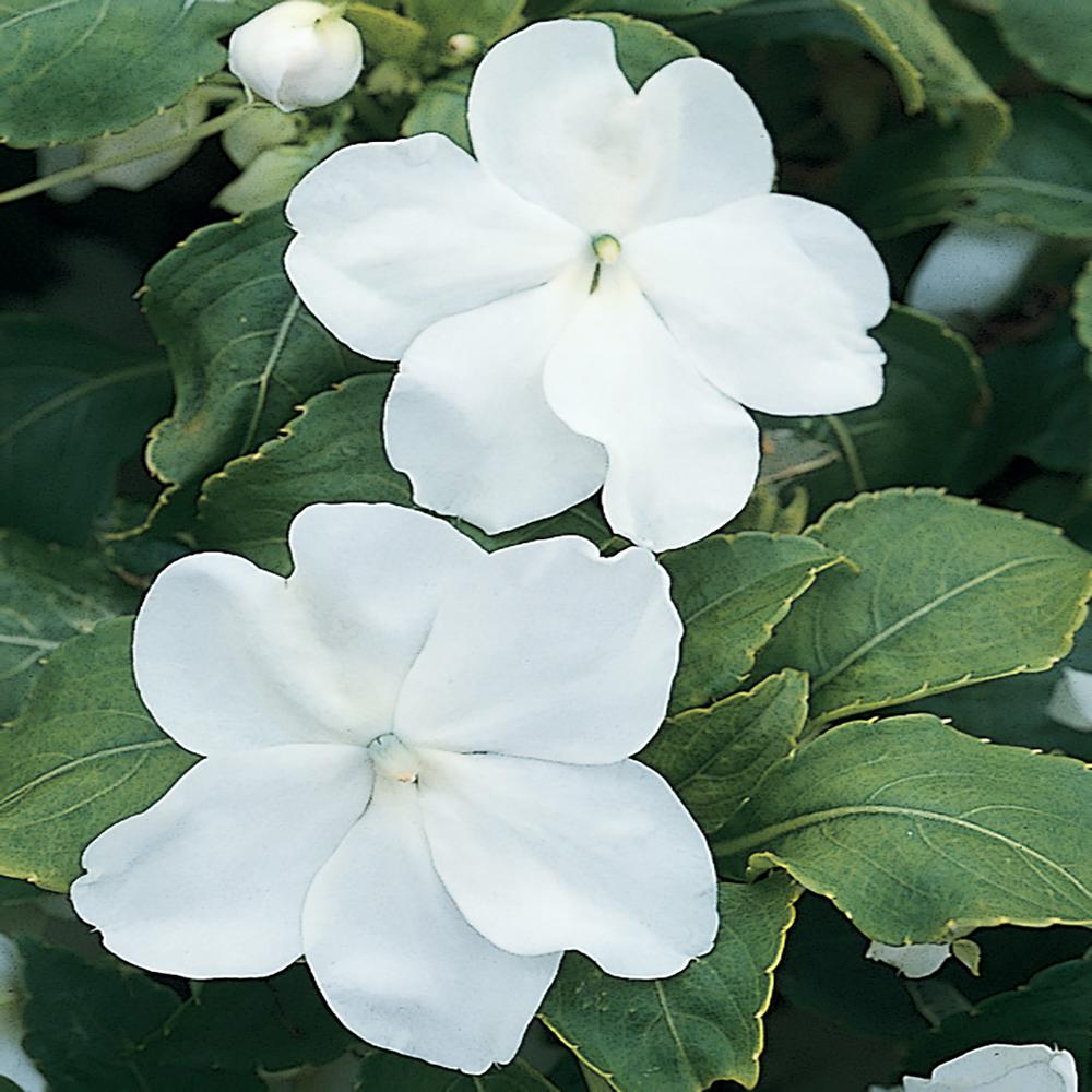 White Impatiens