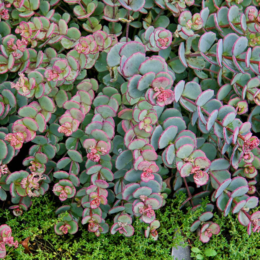 Spring Hill Nurseries 2 In Pot Blue Creeping Sedum Live Perennial Spring Hill Nurseries 2 In Pot Blue Creeping Sedum Live Perennial Plant Groundcover With