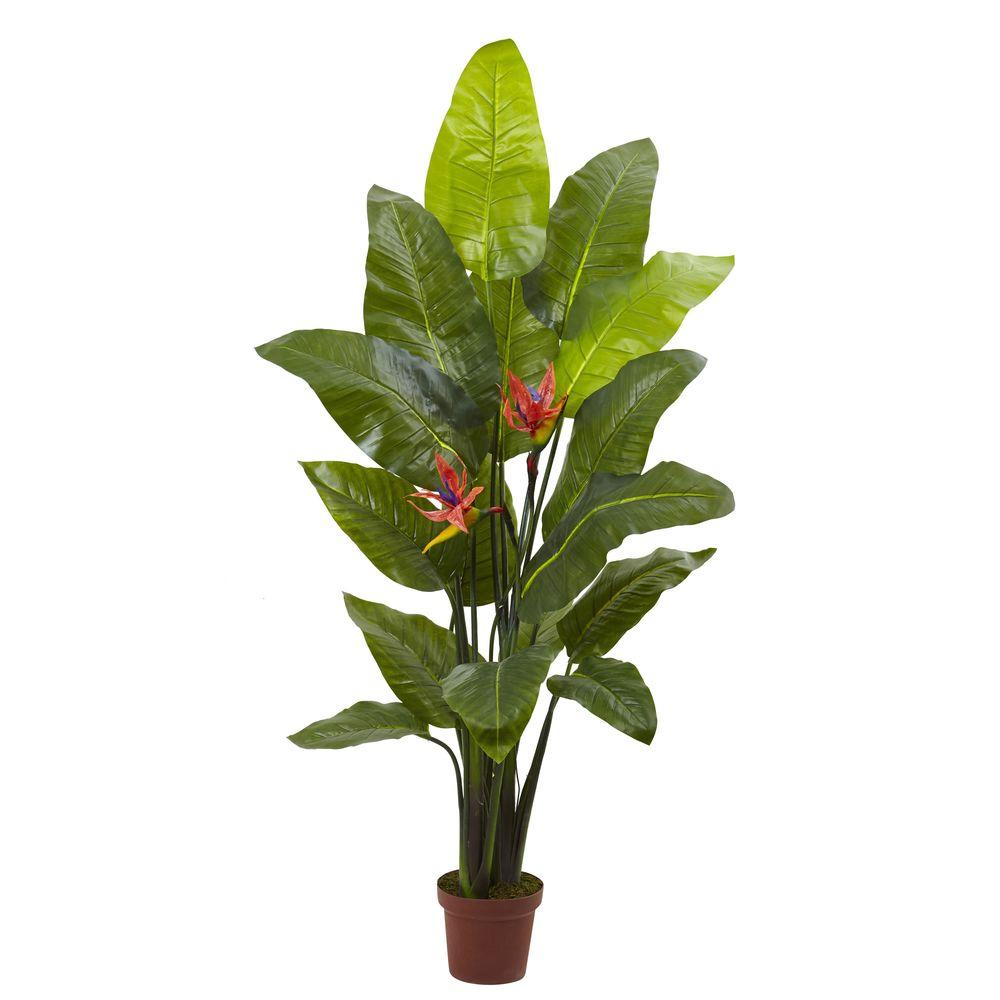 Money Plant Kopen Sweet Potato Vine Annuals Garden Plants Flowers The Home Depot