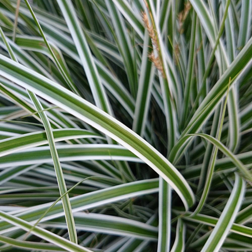 Ornamental Grasses - Garden Plants & Flowers - The Home Depot