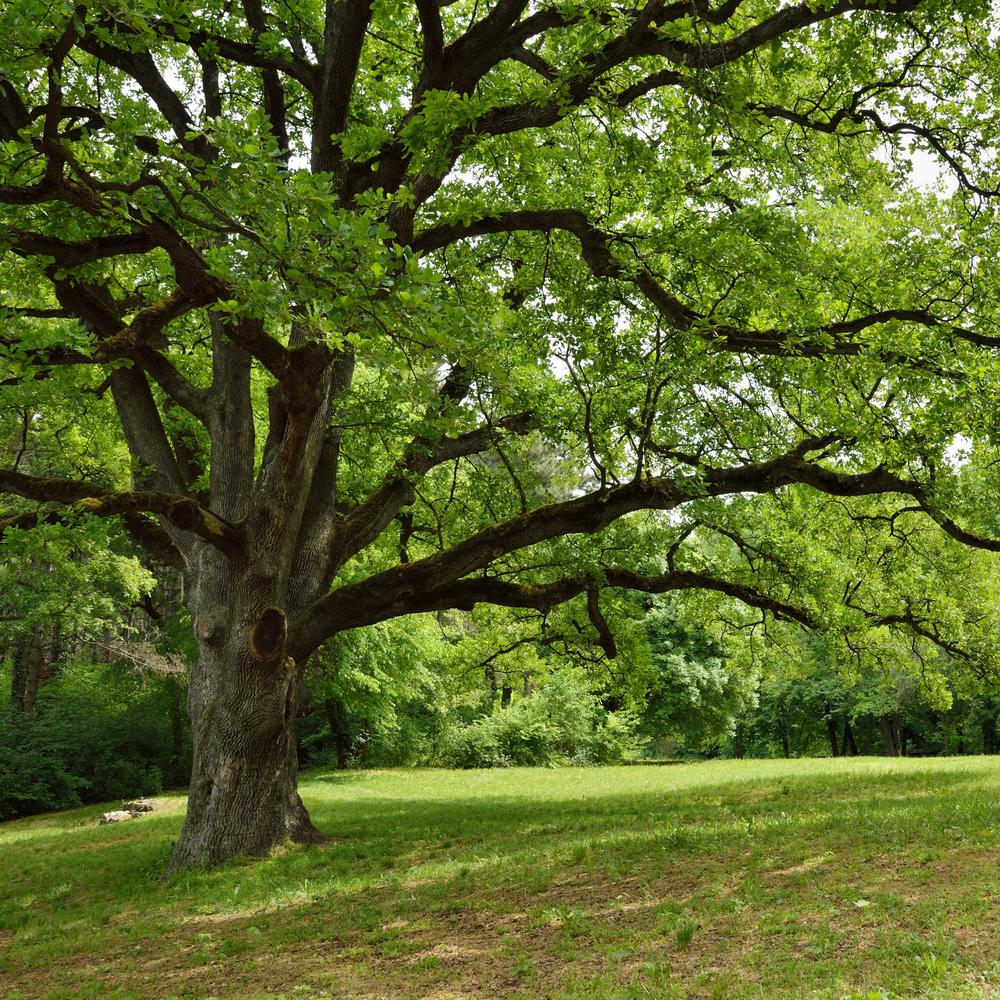 What Is A Live Oak Tree - Unhealthypost