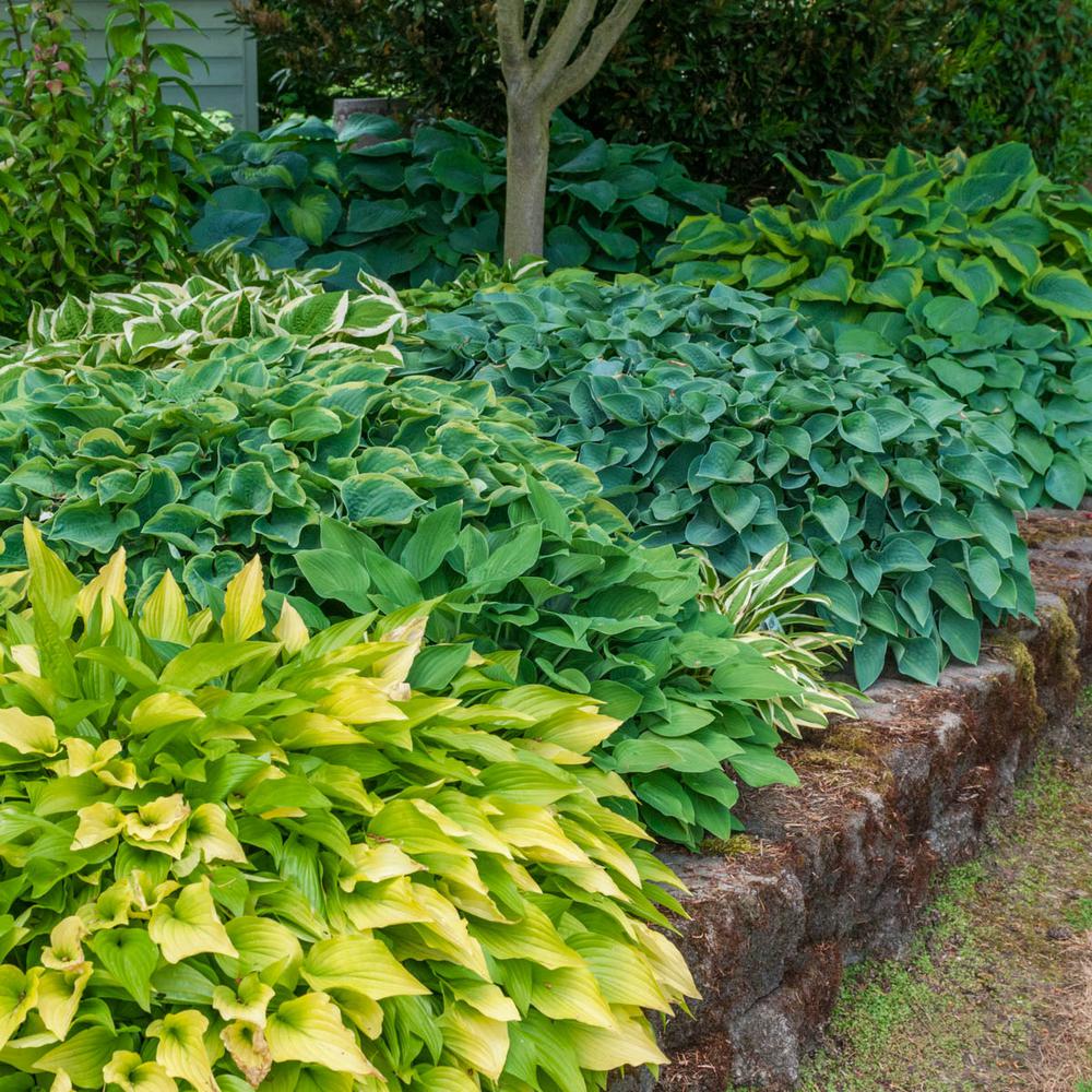 Image result for hosta plant