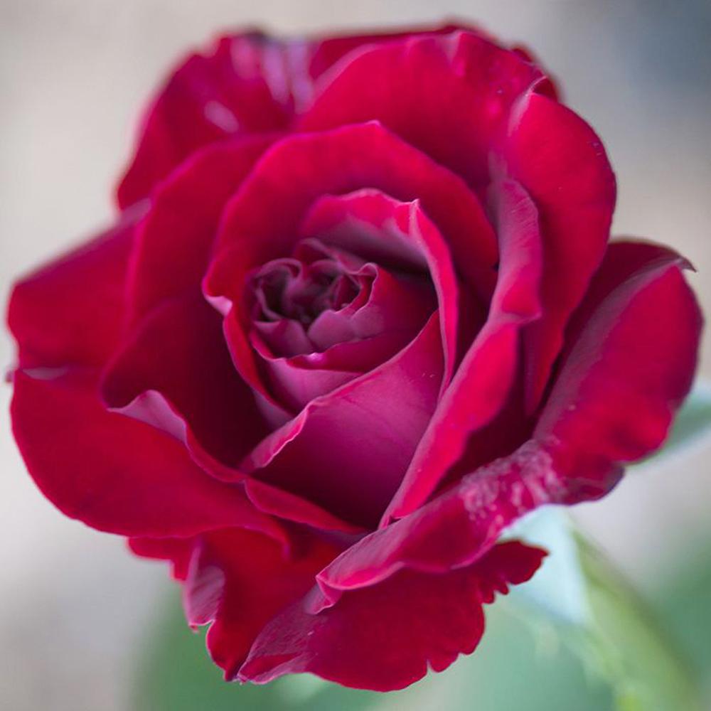 Mea Nursery Fragrant Mirandy Hybrid Tea Rose with Red Flowers was $27.98 now $11.49 (59.0% off)