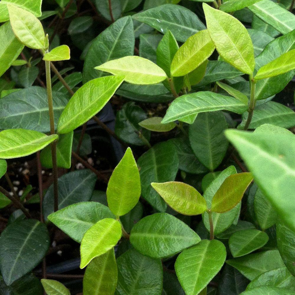 Asian Jasmine Plant 98