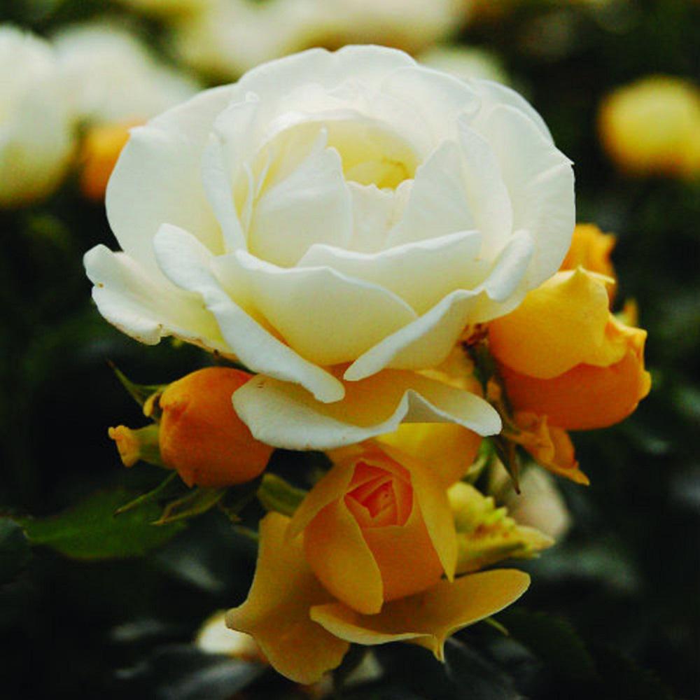 Drift 1 Gal. Popcorn Rose Live ReBlooming Groundcover Shrub62481