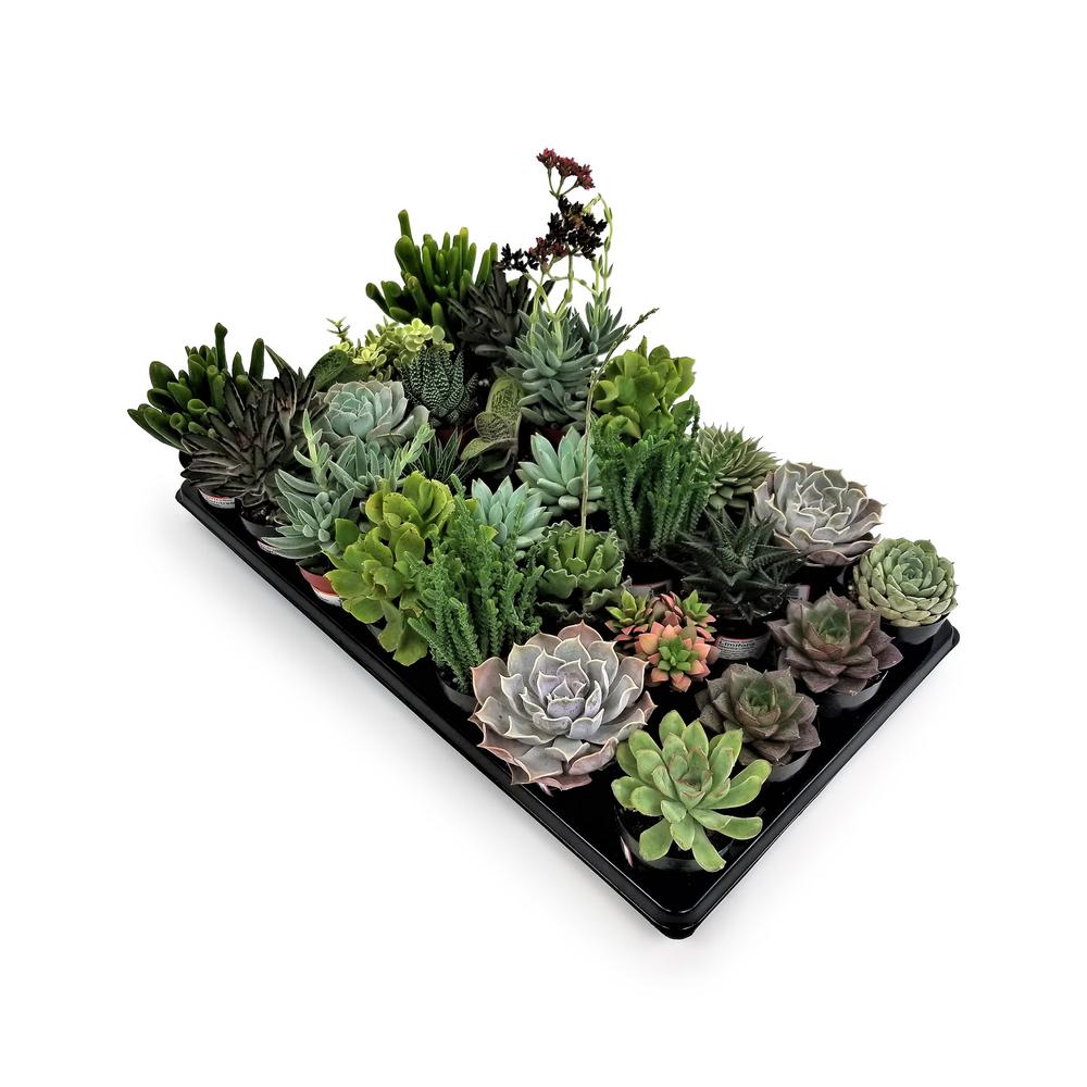 Pure Beauty Farms 2.5 in. Succulent Mix (28-Plants ...