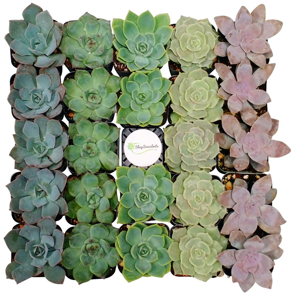 2 in. Rosette Succulent (Collection of 64)R64 The Home Depot