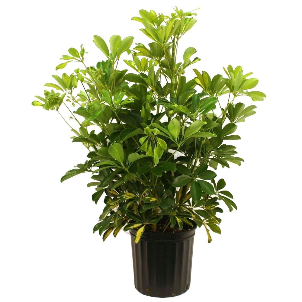 Costa Farms Schefflera Capella Bush in 8.75 in. Grower Pot-10CAP - The ...