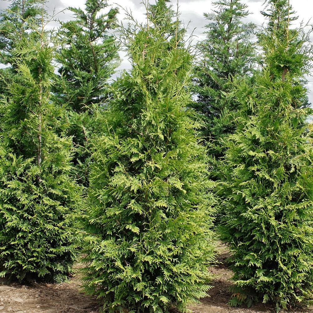 Emerald Green Arborvitae Growth Chart