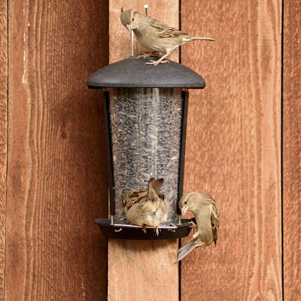 Perky Pet Wall And Post Mount Bird Feeder 1 1 Lb Capacity 101 5
