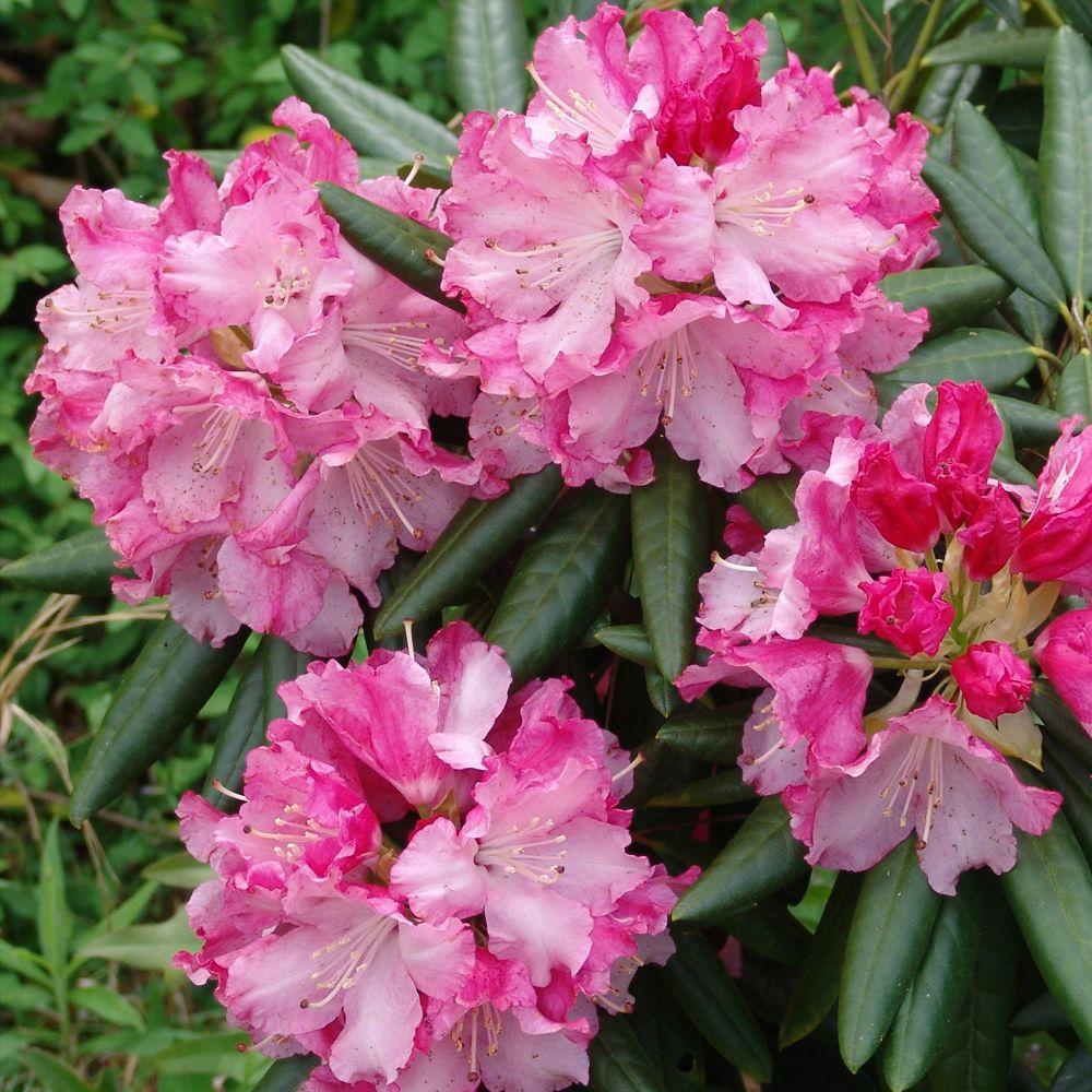 Rhododendron Flowering Shrub Salt Tolerant Shrubs Trees Brandi Southgate Rhododendron Live Evergreen Shrub Pink Ruffled Blooms