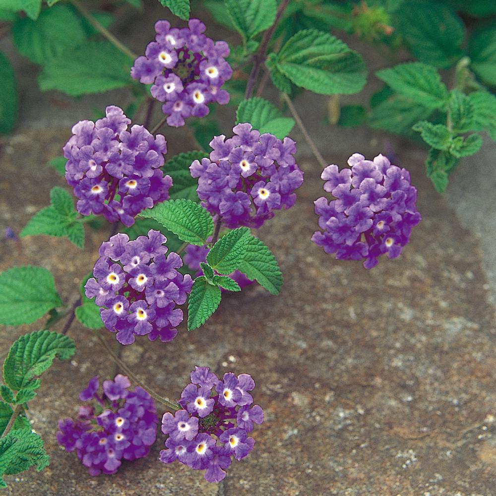 4 in. Purple Trailing Lantana Plant10043 The Home Depot