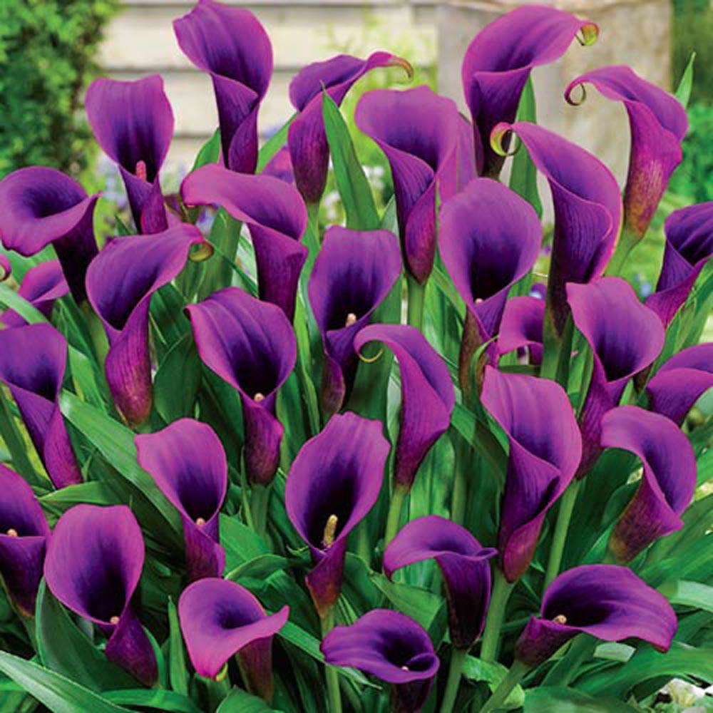 Breck's Purple Sensation Calla Lily Bulb (1-Pack)-66885 - The Home Depot