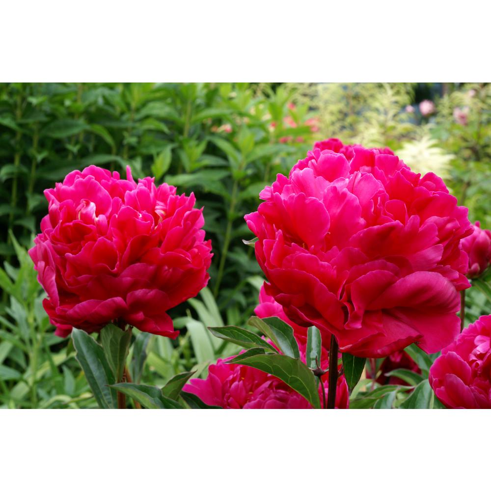 Peony Flower Bulbs Garden Plants Flowers The Home Depot Karl Rosenfield Peony
