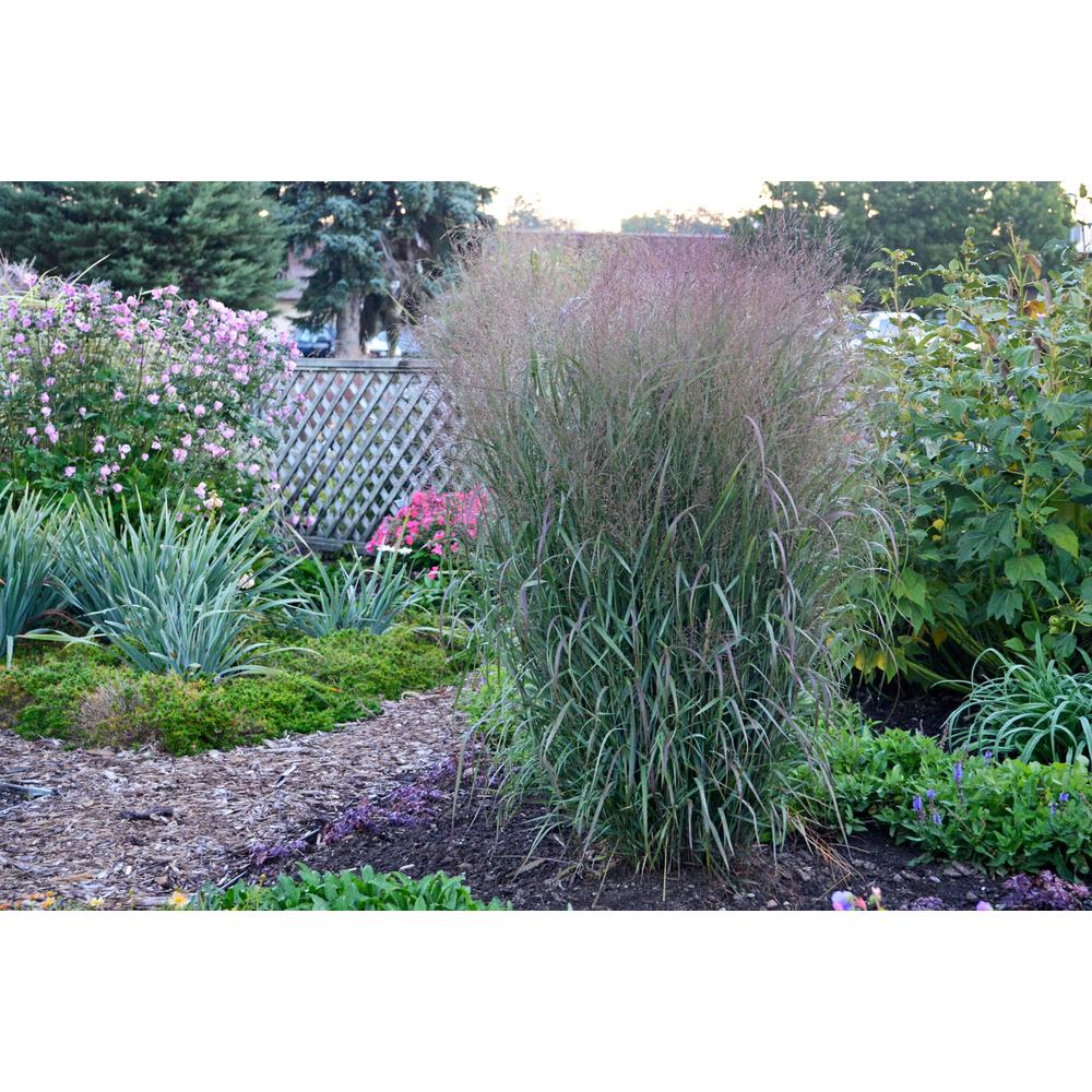 Proven Winners 3 Gal. Prairie Winds Apache Rose Switch Grass (Panicum