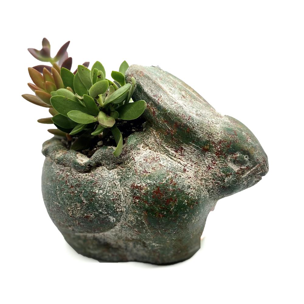 Unbranded 6 in. Succulent Rabbit Planter21907 The Home