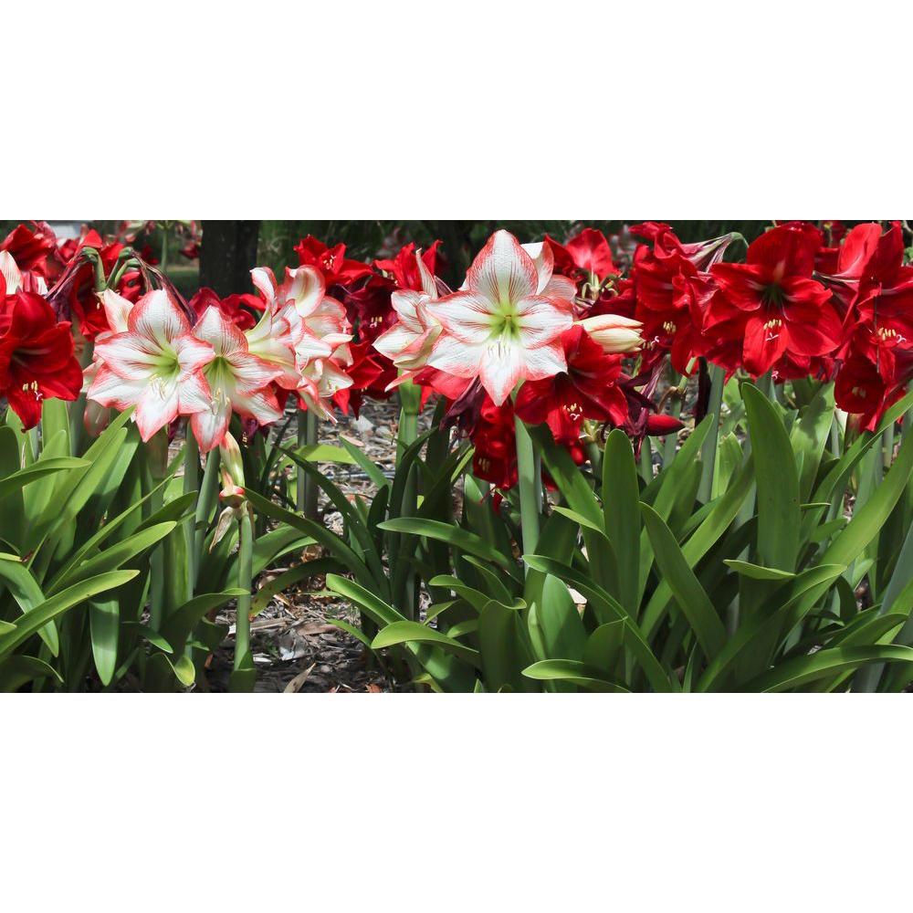 Bloomsz Mixed Garden Amaryllis Bulbs (12Pack)00434 The Home Depot