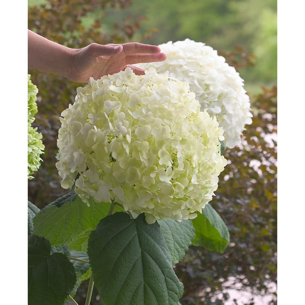 PROVEN WINNERS 4.5 in. qt. Incrediball Blush Smooth Hydrangea, Live