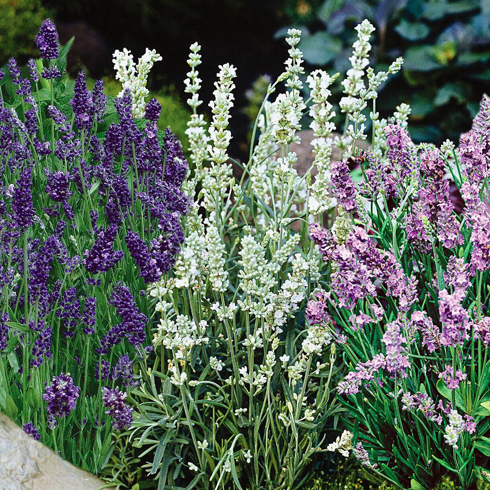 Home Depot Lavender Lavender Plant