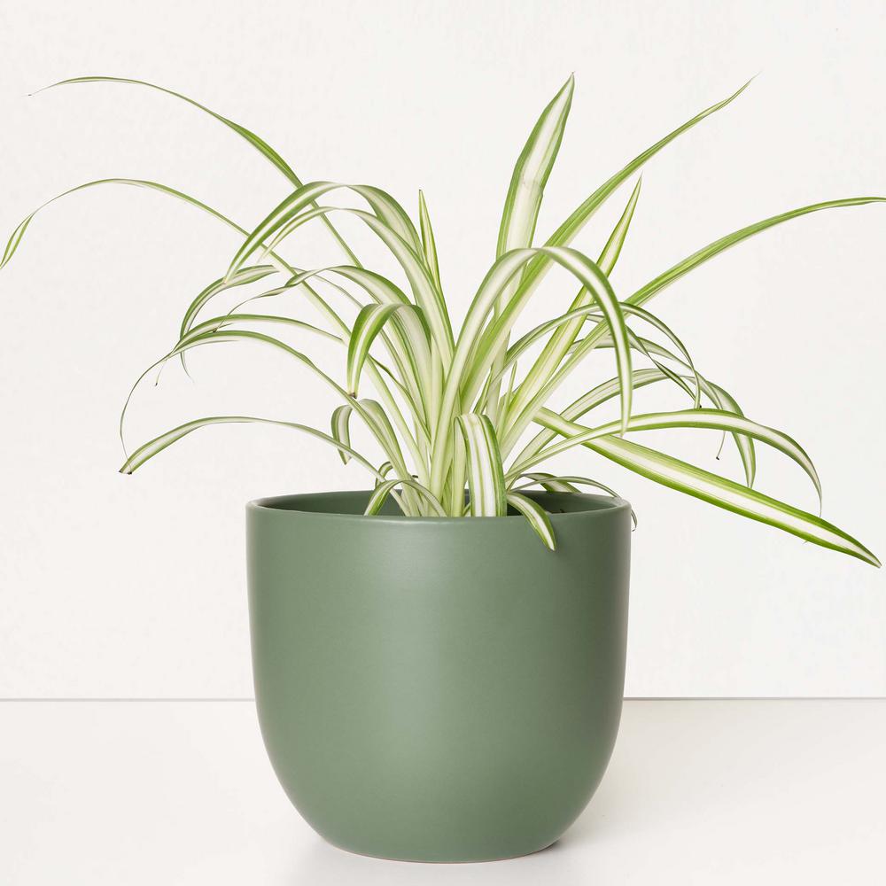 Peach & Pebble 7 in. to 12 in. Forest Green Ceramic Egg