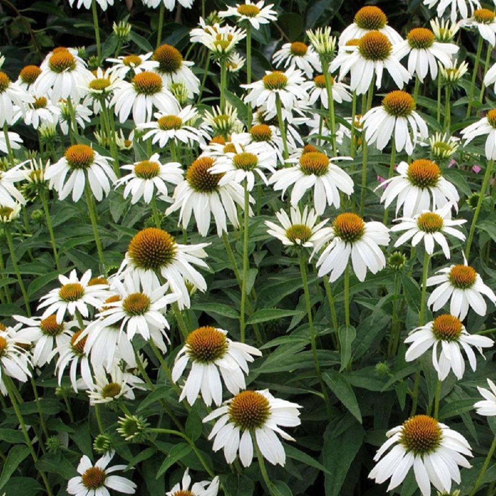 Southern Living Plant Collection 2.5 Qt. Crazy White Echinacea With
