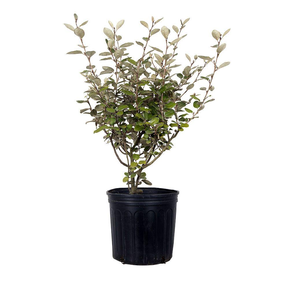 Elaeagnus Hardy Shrub Evergreen Garden Plant /'Eleador/' 1 or 2 x 10 Litre Pot T/&M