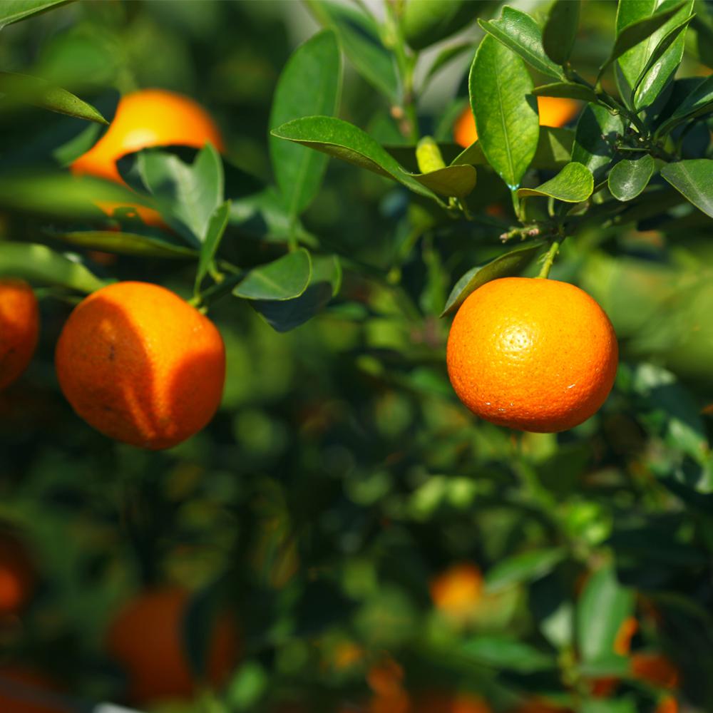 Bloomsz Owari Satsuma Mandarin Tree 1.5 Year Old08159 The Home Depot