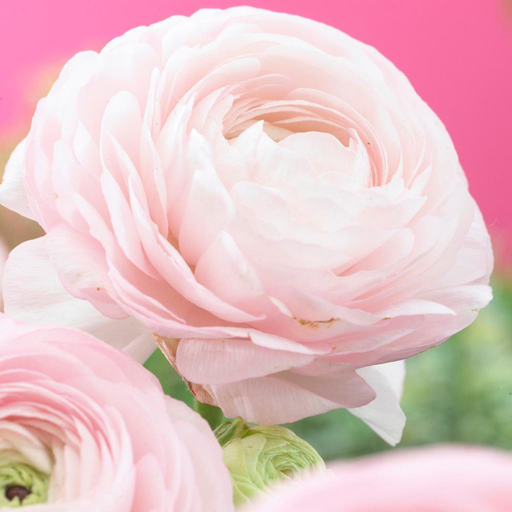 bulbs zyverden van pink