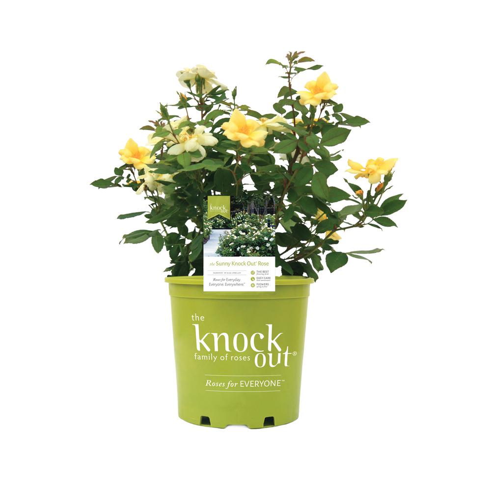 Knock Out 2 Gal Sunny Rose Plant With Yellow Flowers 13216 The Home Depot