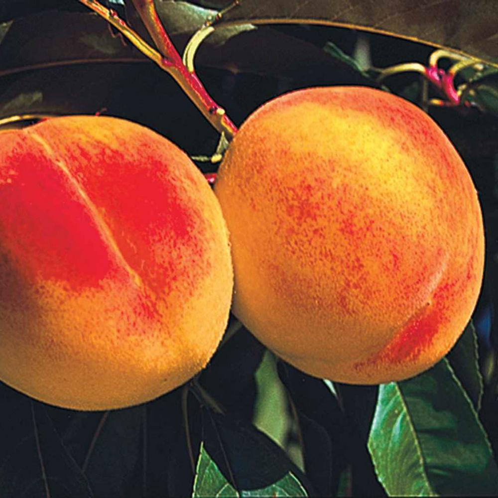 Fruit Peach Tree Trees Plants Edible Garden The Home Reliance Reachables Peach Prunus Live Fruiting Bareroot Tree