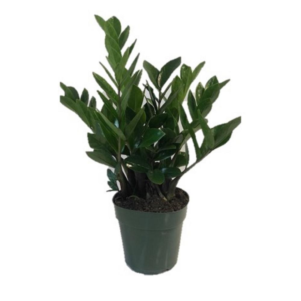 Unbranded 2 Gal. ZZ Plant in 10 in. Nursery PotZPLAN10GRE1PK The