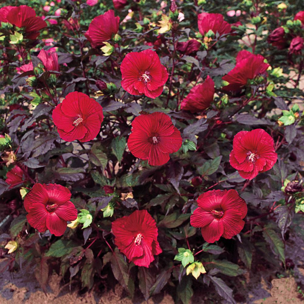 Spring Hill Nurseries Midnight Marvel Hibiscus Live Bareroot Perennial Plant Red Flowers 1 Pack 79303 The Home Depot,Cooking Chestnuts On A Fire