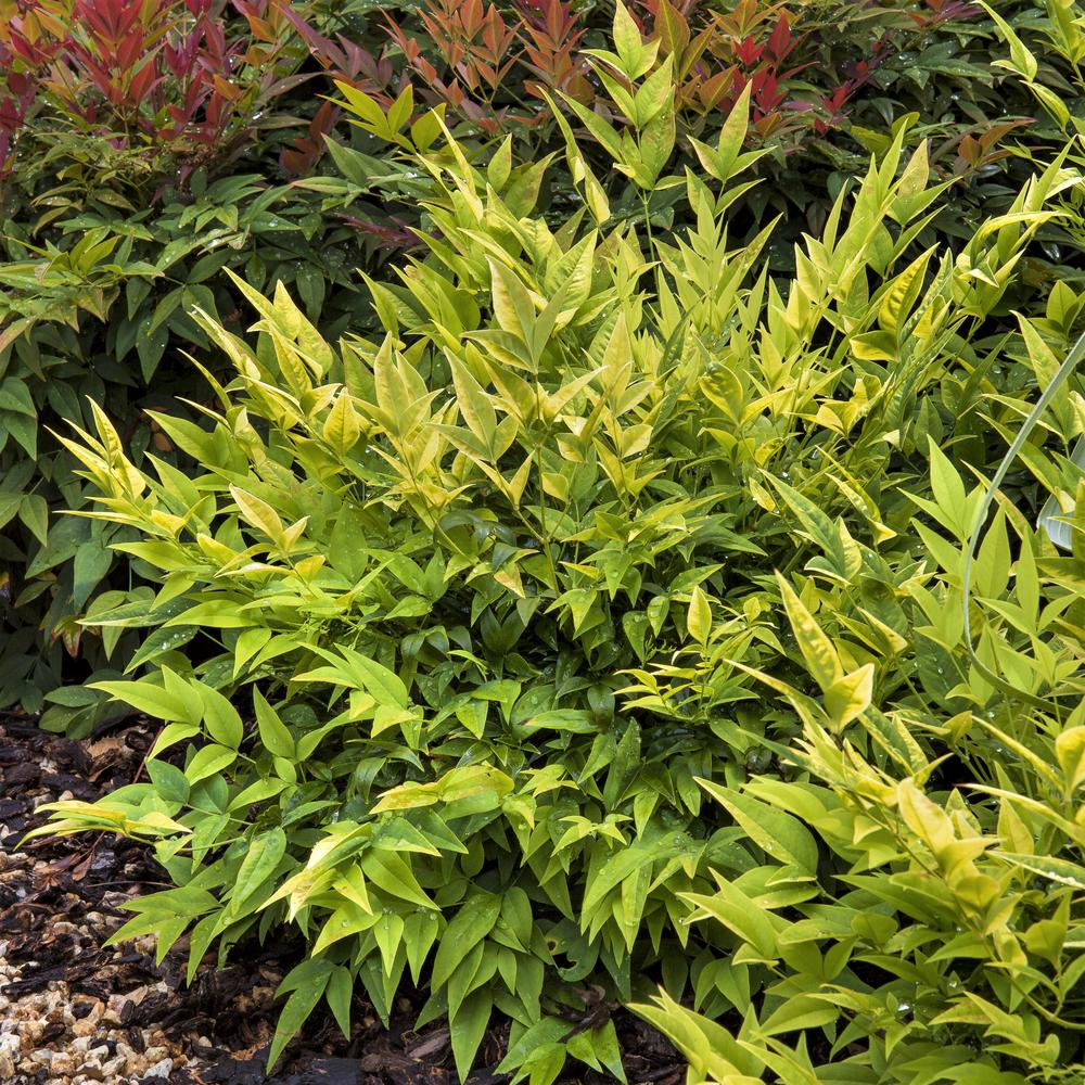 Southern Living Plant Collection 2 Gal Lemon Lime Nandina Live Evergreen Shrub Lime Green New Foliage 43162 The Home Depot