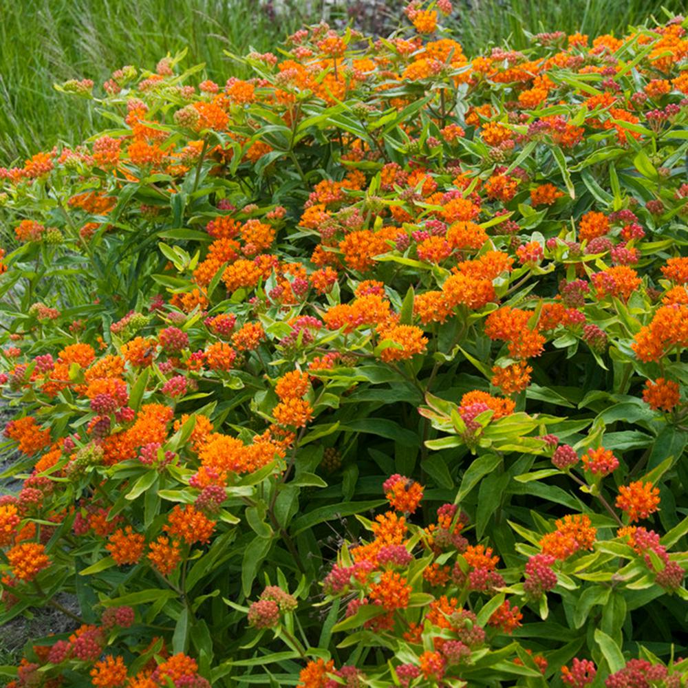 Orange - Shrubs & Bushes - Plants & Garden Flowers - The Home Depot