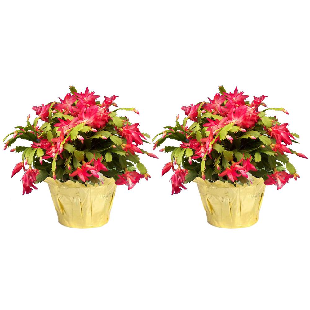 Poinsettias Christmas Plants Flowers The Home Depot 6 In Fresh Christmas Cactus Grower S Choice Pink