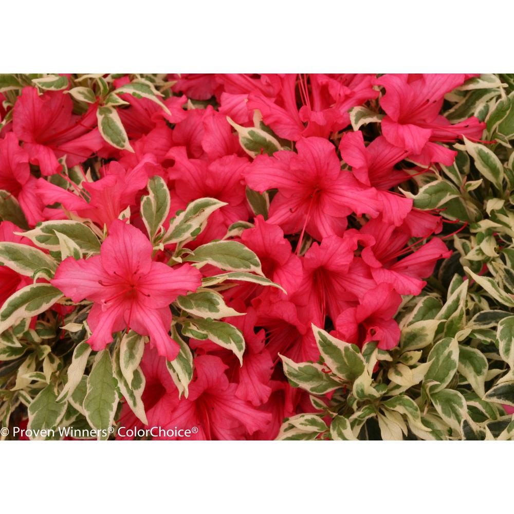 UPC 738793002955 product image for Proven Winners Fertilizers BollyWood ColorChoice Rhododendron 4.5 in. Quart RHOP | upcitemdb.com
