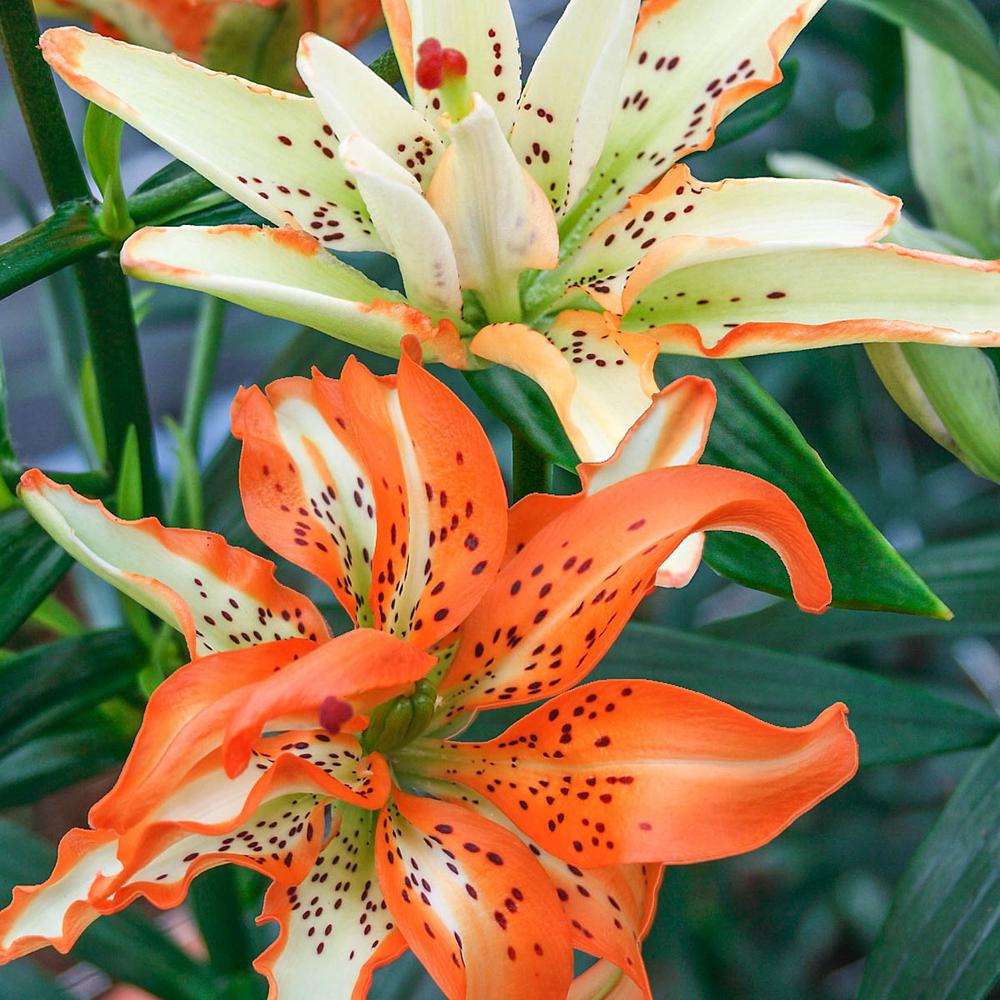 Spring Hill Nurseries Must See Double Asiatic Lily Bulbs 5 Pack Spring Hill Nurseries Must See Double Asiatic Lily Bulbs 5 Pack