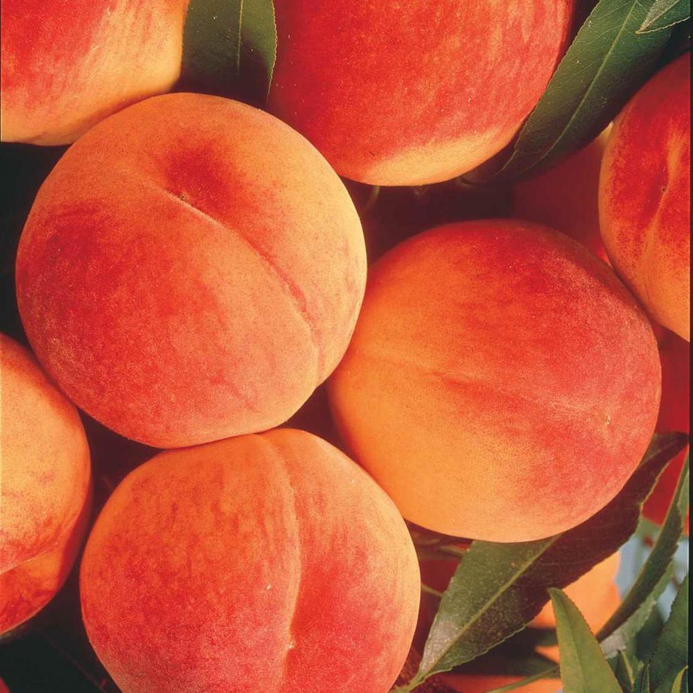Gurney's 2.50 Qt. Elberta Reachables Peach (Prunus) Live Bareroot