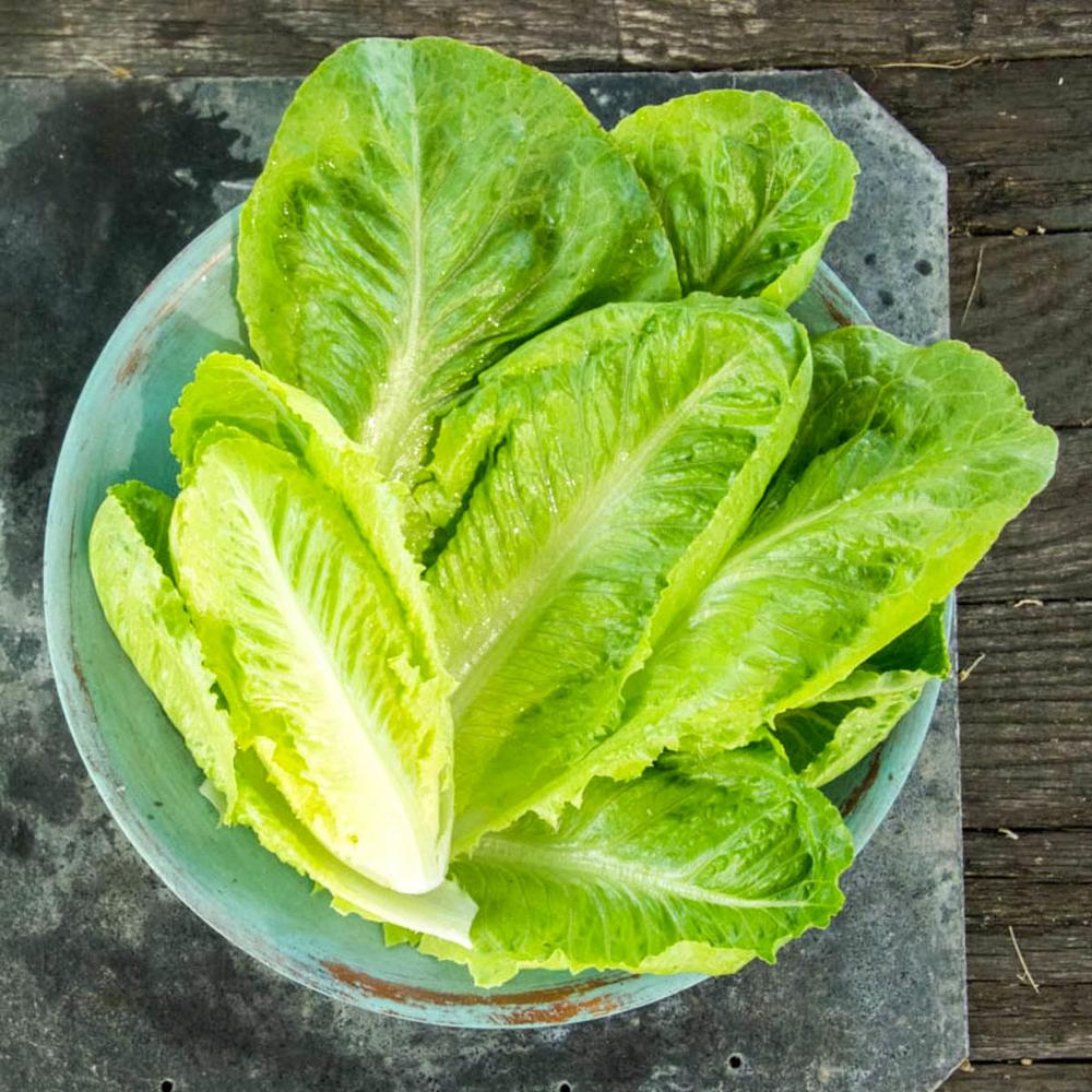 Gurney�s Lettuce Head Romaine Vegetable Seeds (15 ft. Seed