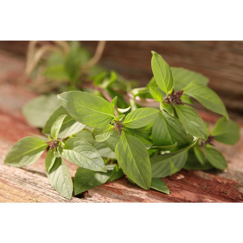 Proven Winners 4.25 in. Grande Proven Selections Siam