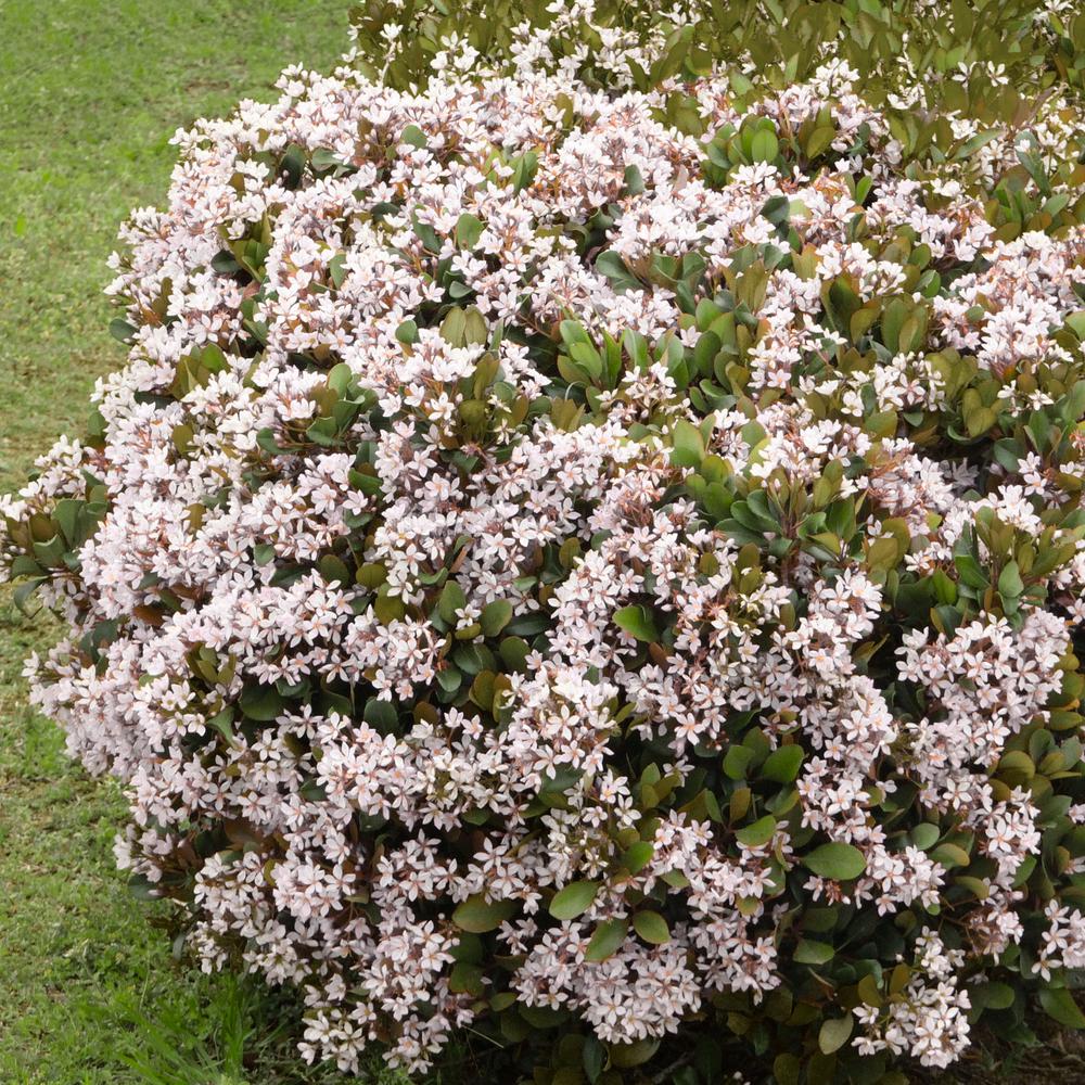 National Plant Network 2 25 Gal Indian Hawthorn Snow White Flowering Shrub With White Blooms Hd7186 The Home Depot,Corn Snakes For Sale