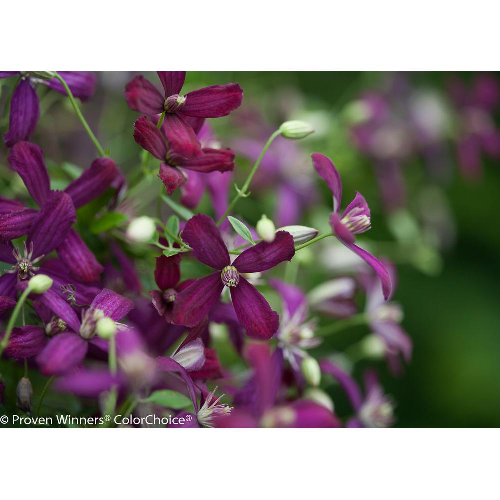 PROVEN WINNERS 8 Gal. Sweet Summer Love (Clematis) Live Shrub, Red