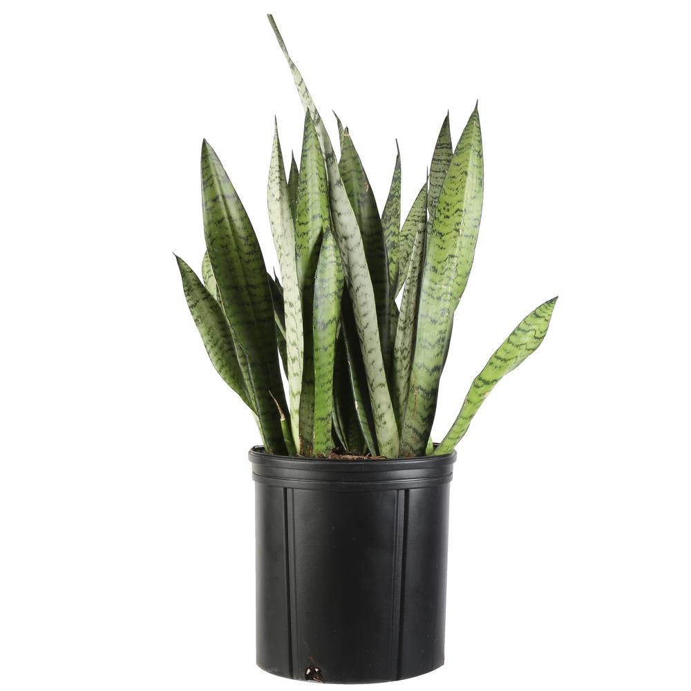 Sansevieria Zeylanica in 8.75 in. Grower Pot