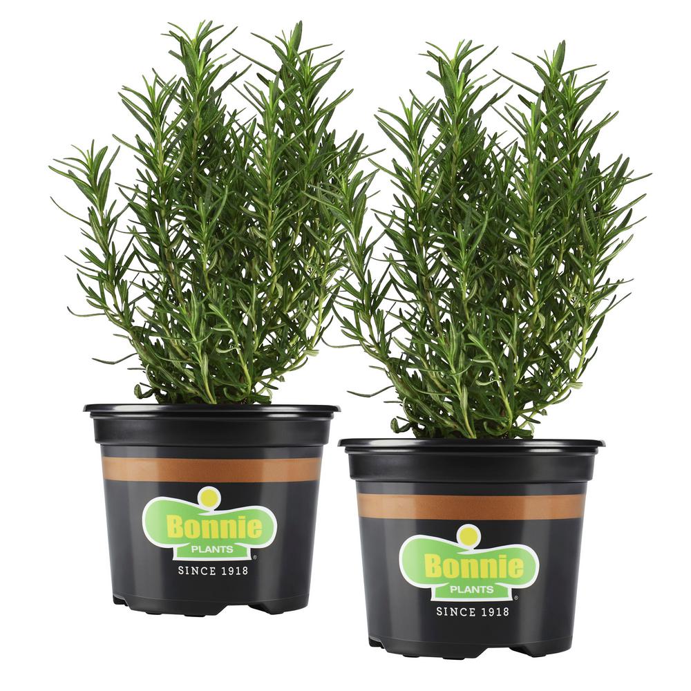 Bonnie Plants 25 oz. Rosemary (2Pack Live Plants)2P5090
